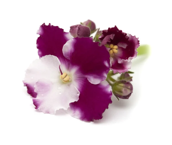 Afrikaans violet geïsoleerd — Stockfoto