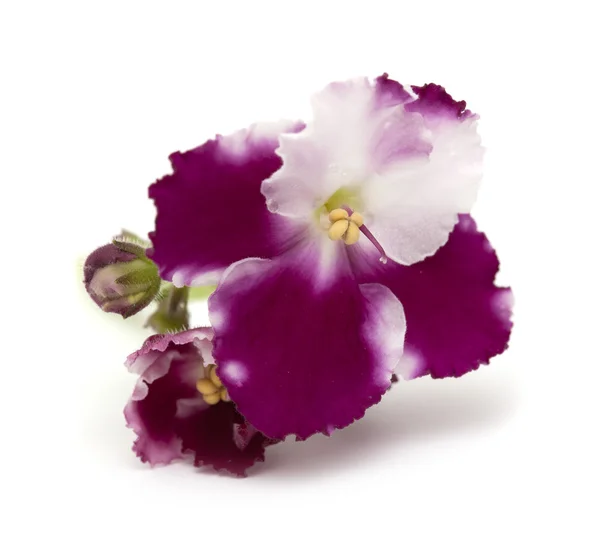 Afrikansk violett isolerad — Stockfoto