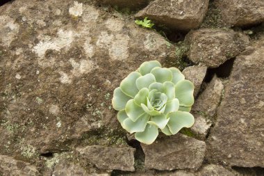 Aeonium ile eski duvar