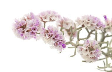 Limonium papillatum çiçek