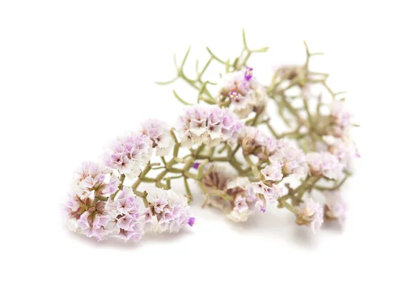 Limonium papillatum blommor — Stockfoto