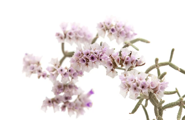 Limonium papillatum kwiaty — Zdjęcie stockowe