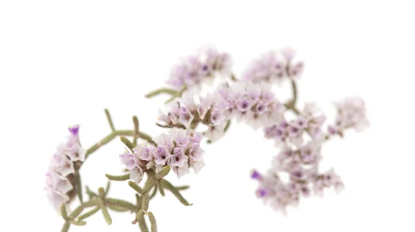 Limonium papillatum 꽃 — 스톡 사진