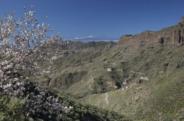 Gran Canaria, Caldera de Tejeda, januari — Stockfoto