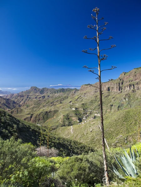 Gran Canaria, widoki na kalderę de Tejeda — Zdjęcie stockowe