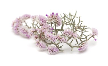Limonium papillatum çiçek