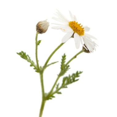 Kanarya marguerite papatya