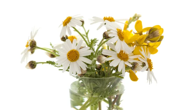 Kleiner Strauß Kanarienmargerite-Gänseblümchen — Stockfoto