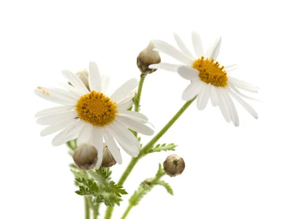 Canarian marguerite daisy — Stock Photo, Image