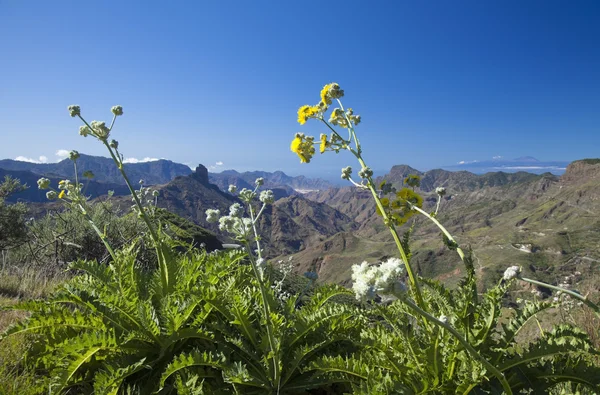 Gran Canaria, Caldera de Tejeda, styczeń — Zdjęcie stockowe