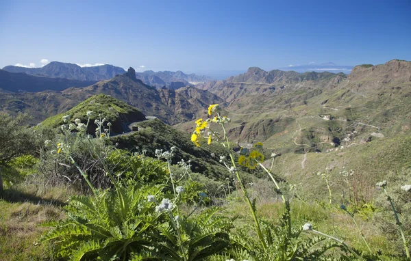 Gran Canaria, Caldera de Tejeda, januari — Stockfoto