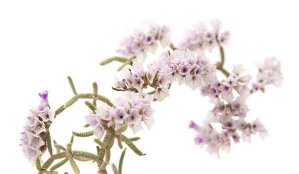 Limonium papillatum blommor — Stockfoto