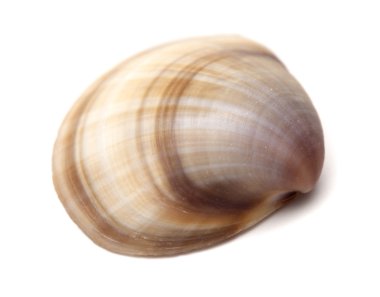 İstiridye kabuğu izole