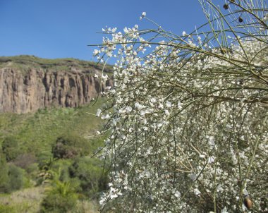 Gran Canaria, Caldera de Bandama, retama