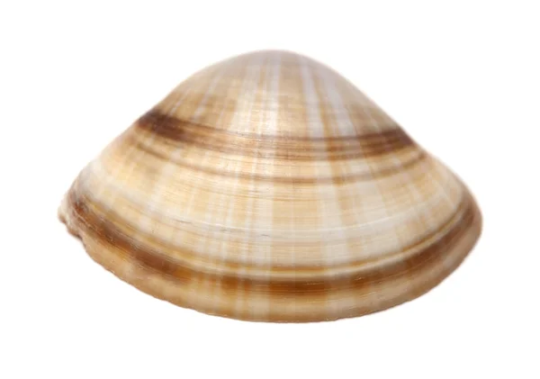 Clam shell isolated — Stock Photo, Image