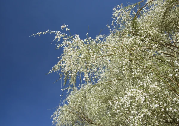 Retama rhodorhizoides blüht — Stockfoto