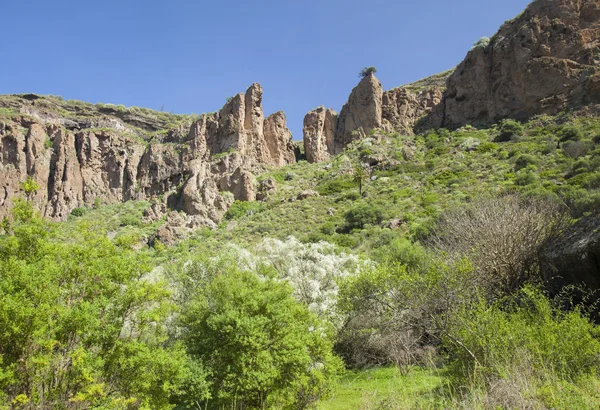 Gran Canaria, Caldera de Bandama, retama — Stock fotografie