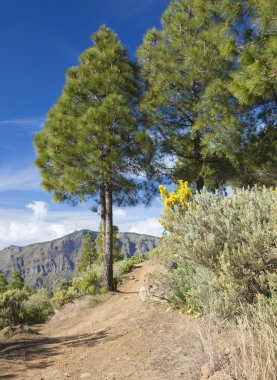 Gran Canaria, Caldera De Tejeda Şubat ayında