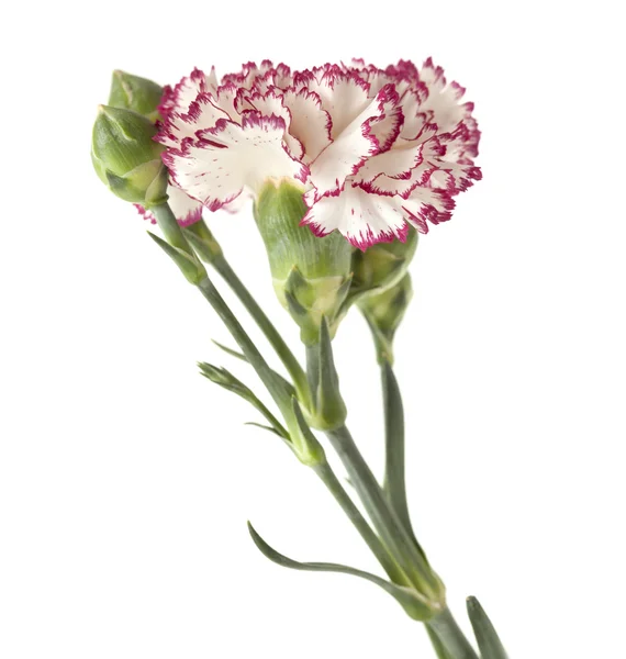 White carnation with dark red edges — Stock Photo, Image