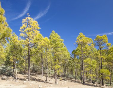 Gran Canaria, Las Huelva'daki - adanın en yüksek alanlarda
