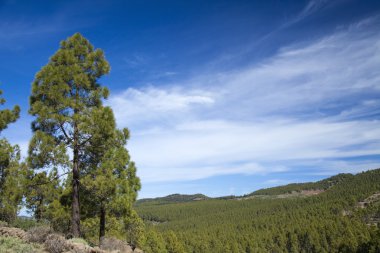 Gran Canaria, Las Huelva'daki - adanın en yüksek alanlarda