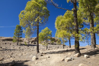 Gran Canaria, Las Huelva'daki - adanın en yüksek alanlarda
