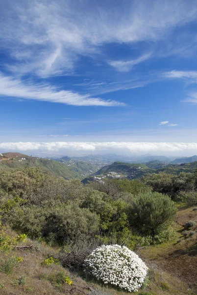 Gran Canaria, Las Cumbres - de högsta områdena på ön — Stockfoto