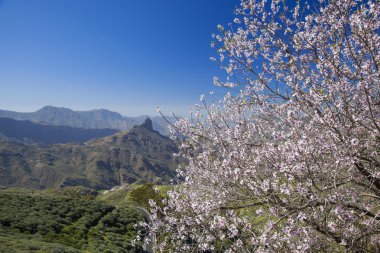 Gran Canaria, Caldera de Tejeda Ocak ayında