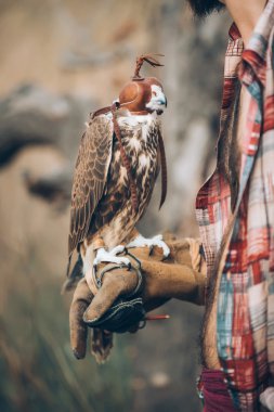 boho Çingene adam vahşi bir kuş tutan