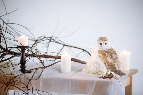 Owl, snowy owl, barn owl — Stock Photo, Image