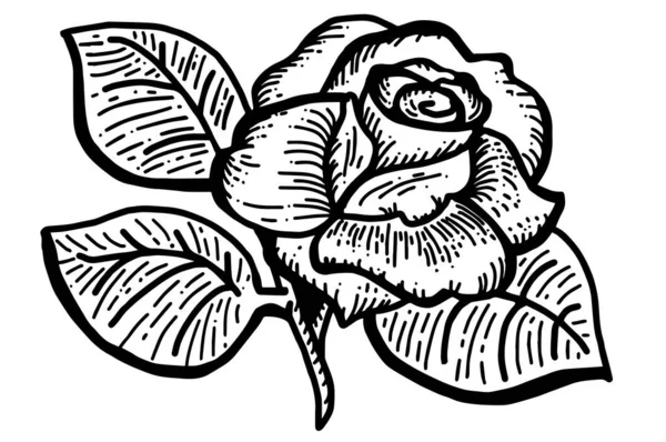 Silhouette Einer Rosenblume Mit Blättern Auf Weißem Hintergrund — Stockvektor