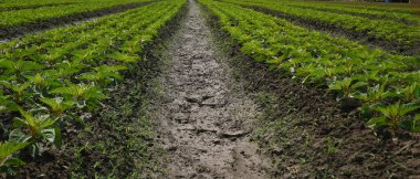 Güneşli bir günde organik çiftlikte büyüyen patlıcanların yatay fotoğrafı..