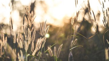 Güneş ışığı orman ağacından vahşi çimenlere doğru parlıyor. Açık hava / Parklar Güzel bahar konseptinin günbatımı.
