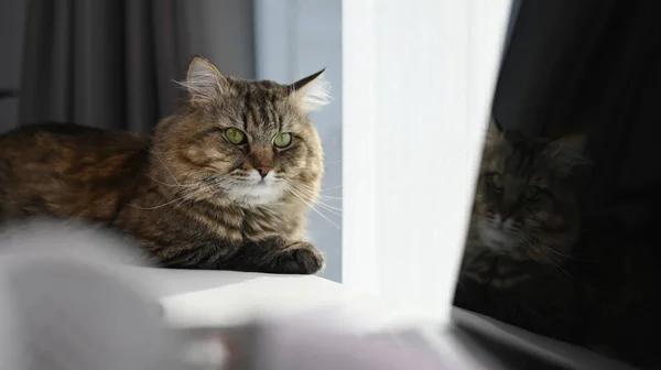 Söt Katt Liggande Skrivbord Med Laptop Bekväma Hem — Stockfoto