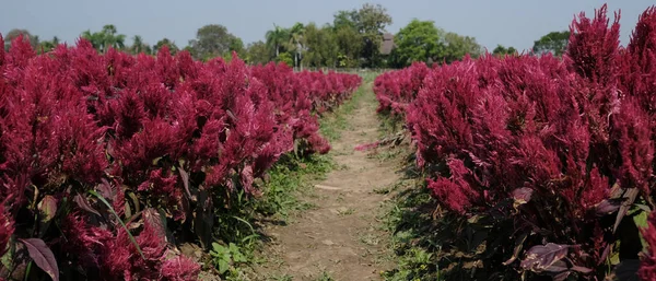 Horizontal image of beautiful red or pink cockscomb celosia flowers farm with blue sky.