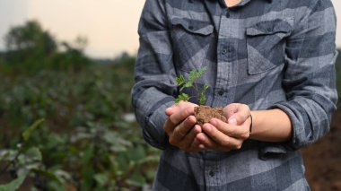 Kırpılmış çiftçi vuruşu Genç filiz tarlada dururken.