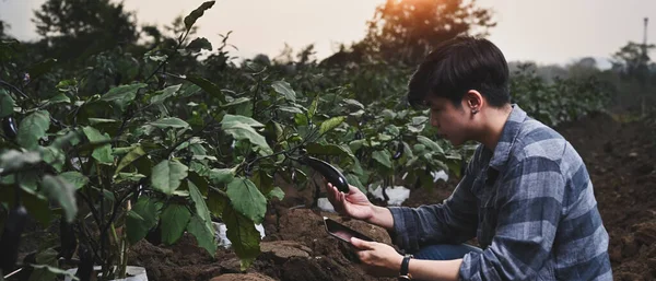 Slimme Boer Met Tablet Die Ontwikkeling Van Aubergine Het Landbouwbedrijf — Stockfoto