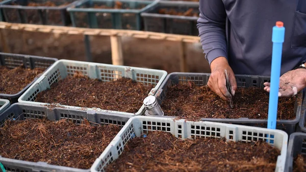 Bahçıvanın elleri toprağa tohum ekerken kesilmiş..