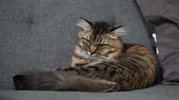 Oturma Odasındaki Rahat Kanepede Uyuyan Tembel Şişman Bir Kedi — Stok fotoğraf