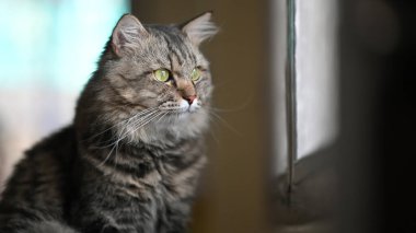 Arka plan olarak düzenli oturma odasının üzerinde oturan sevimli ana rakun kedisinin fotoğrafı. Ev hayvanı konsepti..