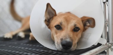 Boynuna koruyucu bir külah takıp hayvan kafesinde yatan üzgün bir köpek..