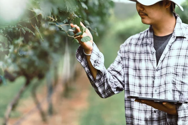A young farmer is using a computer tablet while standing among the orchard.