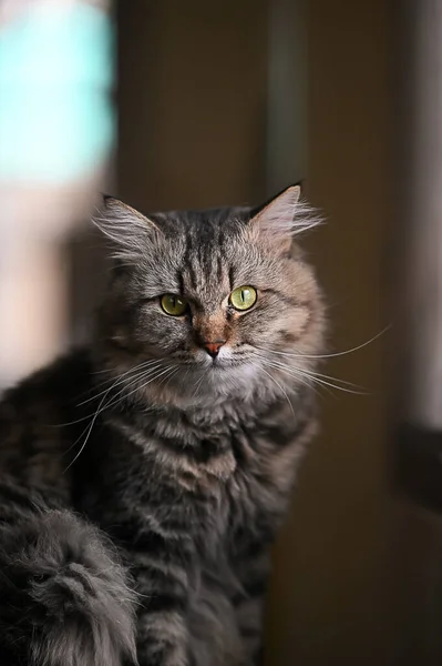 Główny Kot Szop Siedzi Stole Gapi Się Kamerę Nad Salonem — Zdjęcie stockowe