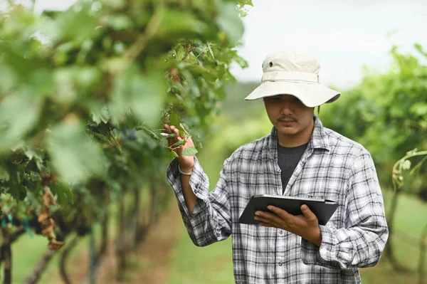 smart farmer is using a computer tablet while standing among the orchard.