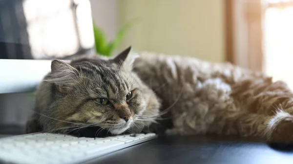 可爱的猫躺在办公桌前的电脑键盘上 — 图库照片