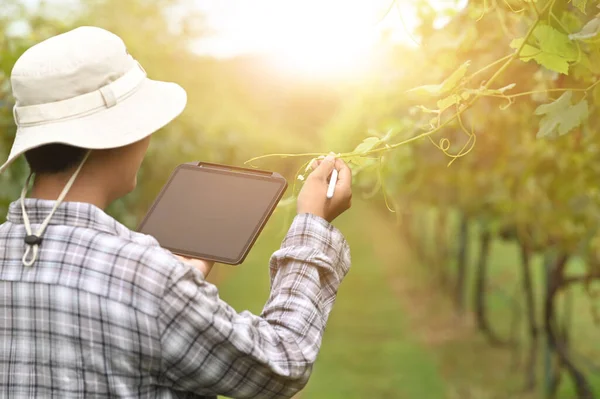 Agriculture technology farmer man using tablet computer analysis data.
