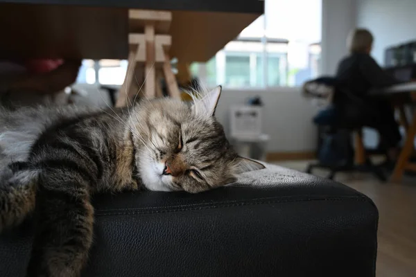 Oturma Odasında Rahat Bir Kanepede Uyuyan Sevimli Bir Kedi — Stok fotoğraf