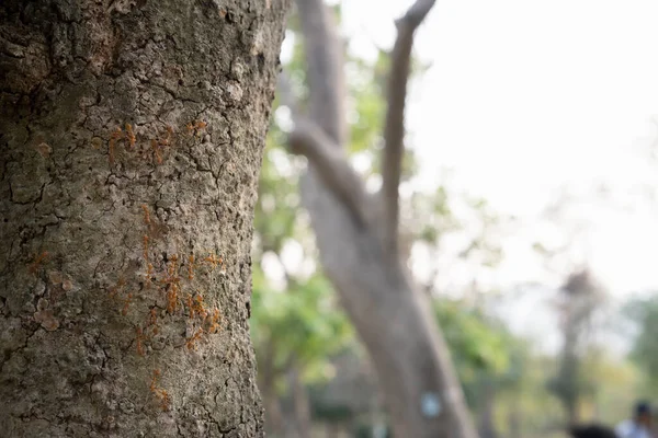 Group Red Ants Tree Trunk Forest Bright Sunlight — Stock Photo, Image