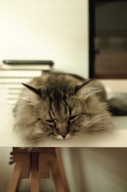 Rahat bir evde beyaz masada uzanan sevimli bir kedi..