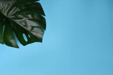 Düz yat ve uzayı kopyala. Mavi arkaplanda yeşil canavar yaprağı.